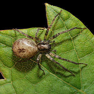 Webspinnen - Araneae Webspinnen - Araneae