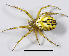 Mangora acalypha