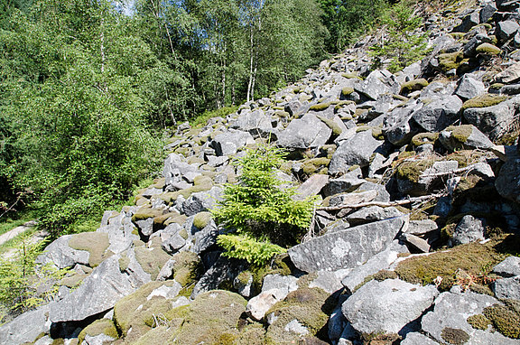 Nordexponierte Granit-Blockhalde in Seebach