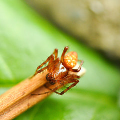 Araneus alsine Männchen