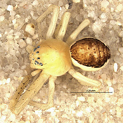 Diaea dorsata