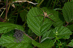 Pisaura mirabilis