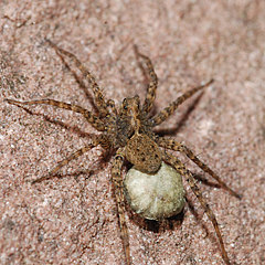 Pardosa hortensis