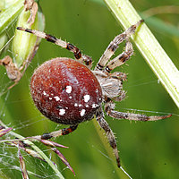 Araneus