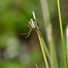 Mangora acalypha