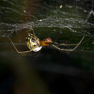 Webspinnen - Araneae Webspinnen - Araneae