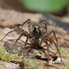 Pardosa lugubris