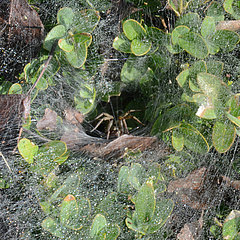 Agelena labyrinthica