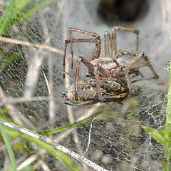 Agelena labyrinthica