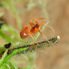 Gonatium rubellum