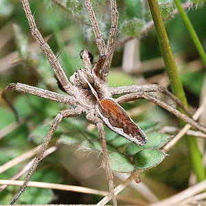 Webspinnen - Araneae Webspinnen - Araneae
