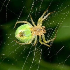 Araniella cucurbitina