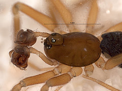 Walckenaeria antica