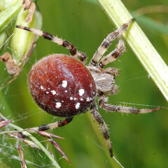 Araneus quadratus