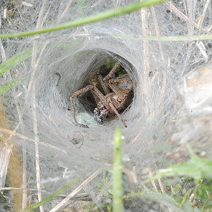 Webspinnen - Araneae Webspinnen - Araneae