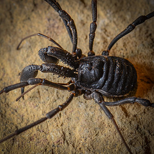 Weberknechte - Opiliones Weberknechte - Opiliones