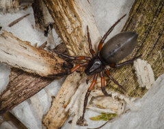 Gnaphosa bicolor