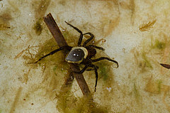 Argyroneta aquatica