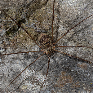 Weberknechte - Opiliones