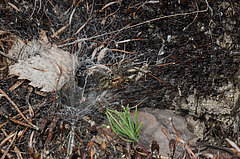 Agelena labyrinthica