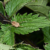 Weberknechte - Opiliones