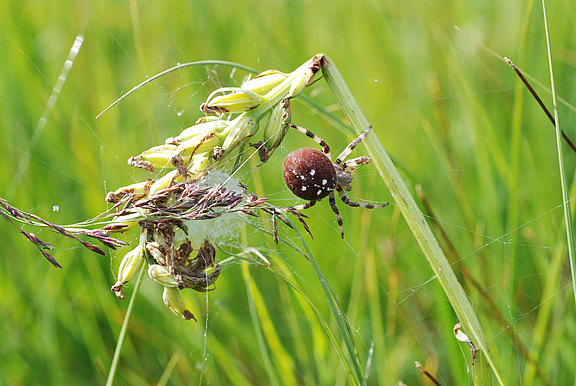 Araneus_quadratus.jpg  