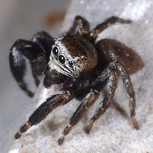 Webspinnen - Araneae Webspinnen - Araneae