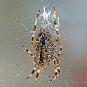 Webspinnen - Araneae Webspinnen - Araneae