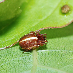 Hypsosinga sanguinea