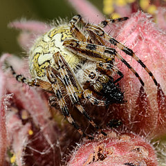 Aculepeira ceropegia