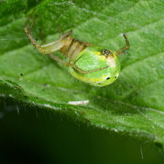 Araniella cucurbitina