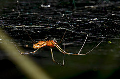 Linyphia triangularis