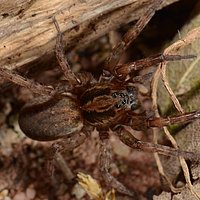 Trochosa