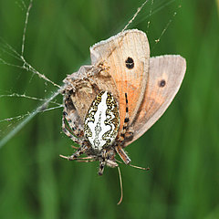 Aculepeira ceropegia