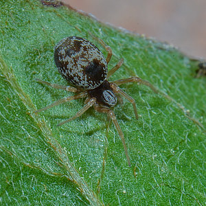Webspinnen - Araneae Webspinnen - Araneae