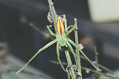 Micrommata virescens