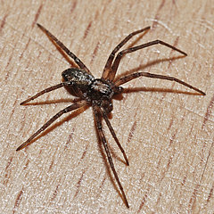 Philodromus aureolus