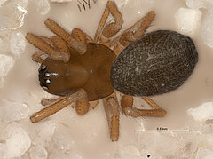 T. parasiticus