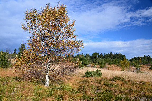 DSC_4259.jpg  