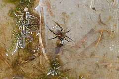 Argyroneta aquatica