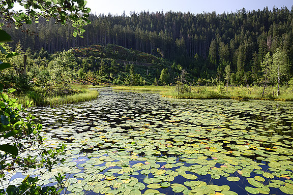 HH_DSC_0003_Huzenbacher_See.jpg  