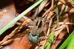 Pardosa lugubris