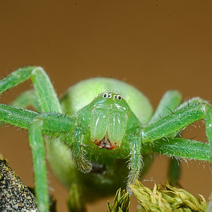 Webspinnen - Araneae Webspinnen - Araneae
