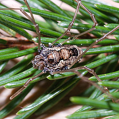 Platybunus pinetorum