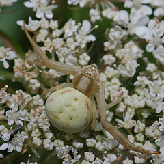 Misumena vatia