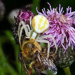 Misumena vatia