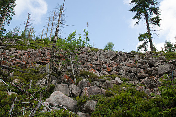 Steile Halde an der Hornisgrinde