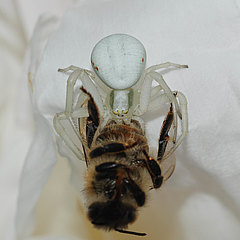 Misumena vatia