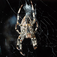 Araneus diadematus