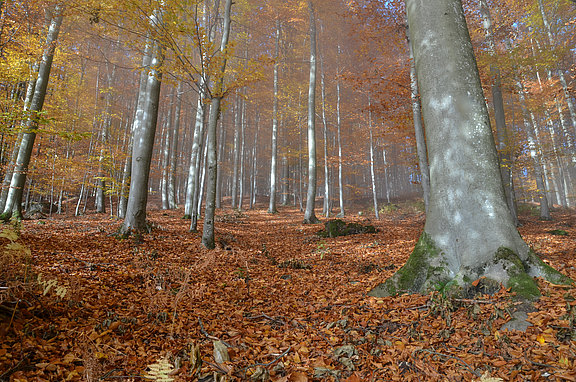 Buchen-Hallenwald bei Wolfersbach